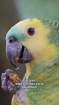 Why Blue-Fronted Amazons Are Impossible to Ignore #AmazonParrot #parrotencyclopedia #parrot
