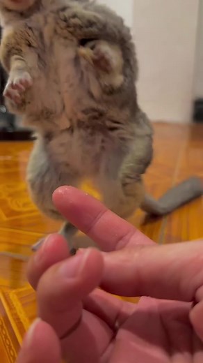 Caring for Galagos: The Alert and Affectionate Pets