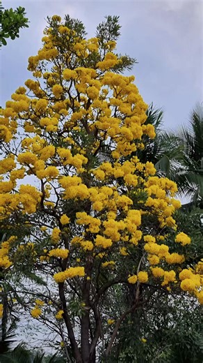 #PChat99462รักสุขภาพ #หมู่บ้านชลลดาบางบัวทอง #ความสุขเล็กๆที่หาไม่ได้ #พลังชีวิตคิดบวก #ดอกเหลืองปรีดิยาธร ความสุขเล็กๆ ในวันที่ดอกไม้บานสะพรั่ง เหลืองปรีดึยาธร จนทุกคน ต้องหยุด เช็คอิน และแชร์บรรยากาศ แห่งความสุข 😛😍🌹