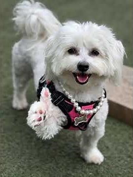 Also made with Grok AI 😂 | It’s my dog btw 🐶