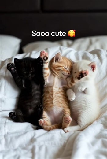 #cute #hug #cat #fyp