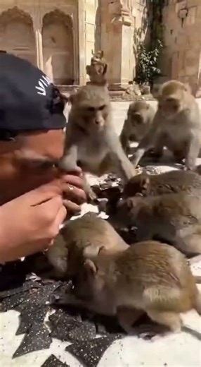 I Raced Wild Monkeys & Rats Eating World’s Spiciest Chip 🌶️😱 Gone WRONG