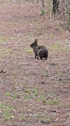 Marsh Rabbit #wildlife #worldwildlifeday #nature #wildernessseason #wildlifeentertainment
