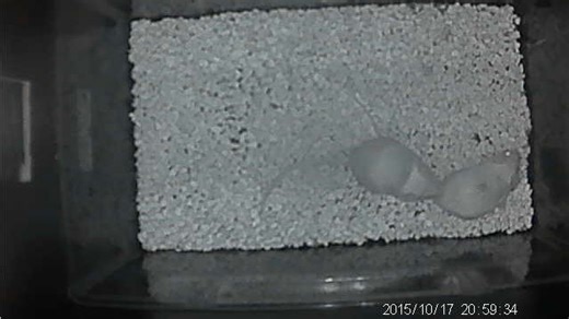 小鼠同性别的社交行为（social behaviour same sex）