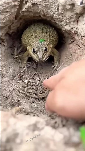 Why the Screaming Frog is different #frog
