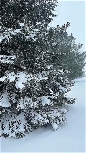 Snowy day update: we’re closing early to stay safe and cozy. If you’re out and about, please take your time and know your favorite hand pies and treats are here to keep you warm. Stay safe! 🤍 🥧 | The Treehouse Pie Company