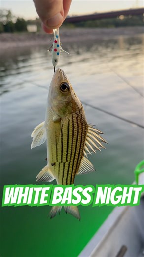Vertical jigging white bass by the dam #rapala