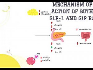 mechanism of action of both GLP-1 and GIP receptor agonist