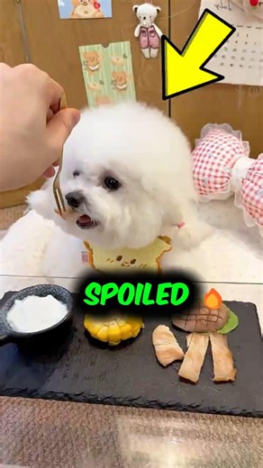 DOG EATS LIKE QUEEN ‼️😱🐶 #Dogs #LuxuryPets #shorts