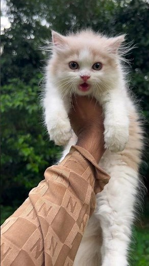 Kitten meowing 😍 | Persian cat sound | Persian cat | Cat voice | Cat sound | Cats video | baby cat