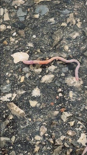 Earthworm Rush Hours