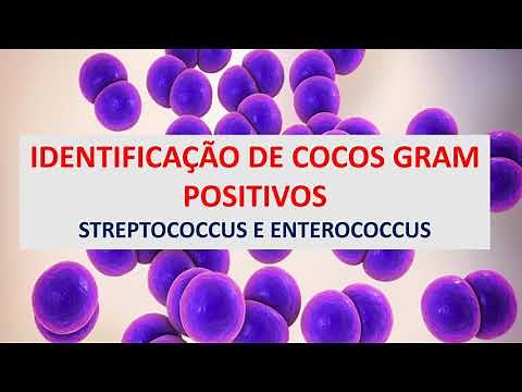 Microbiologia Médica: Identificação Cocos Gram Positivos: Streptococcus e Enterococcus