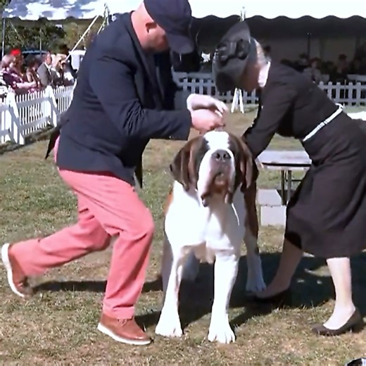 6.4K views · 150 reactions | Saint Bernard in dog show #saintbernard | 7Dogs | Facebook