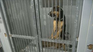 Dog adoption event in Calgary