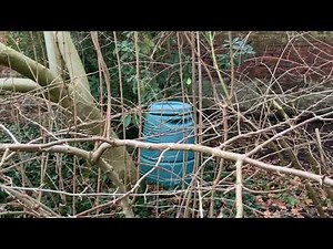 How to prune a Vibernum Plicatum