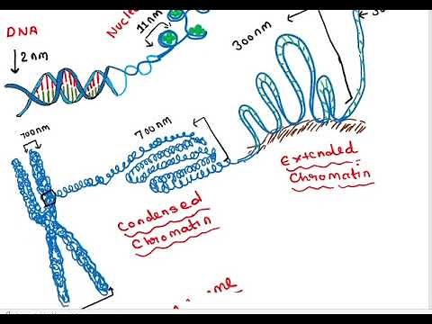 DNA condensation into CHROMOSOME: How to differentiate between DNA# CHROMATIN#CHROMOSOME#CHROMATID.