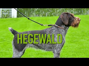 Hegewald 2024 - Zuchtauslese für den Deutsch Drahthaar