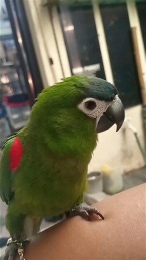 Hans macaw is loudest small macaw .....