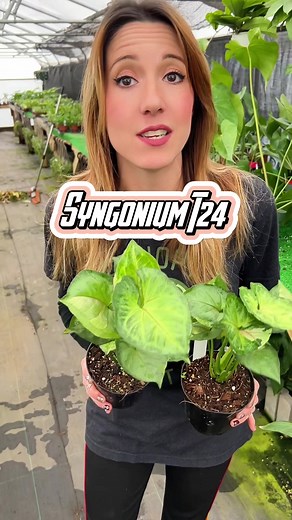 Introducing the Syngonium T24, a living masterpiece that captivates with its stunning foliage patterns, blending intricate shades of green in a mesmerizing display. With its unique arrow-shaped leaves, this plant tells a story of growth and transformation, evolving gracefully with each new leaf. Versatile and adaptable, the Syngonium T24 effortlessly complements any space, whether trailing elegantly in a hanging pot or adorning shelves and desks, adding a touch of natural beauty to your surround