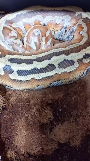 big ol pooooop #fyp #foryoupage #bloodpython #snakepoop #snaketok #reptiletiktok