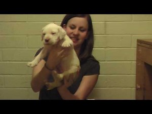 Dogo Argentino puppies for sale