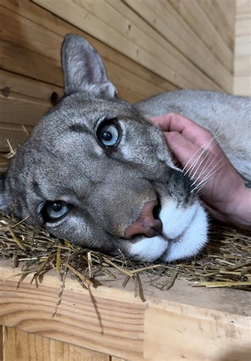 Puma Braige: A Delightful Purring Experience