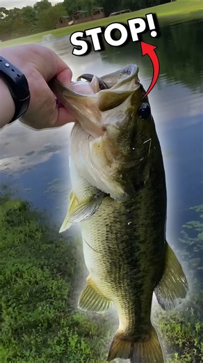 How Grass Carp Fish Ruined Lake Austin!