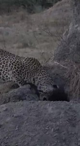 5.4M views · 60K reactions | Incredible moment in the wild! ✨ An...