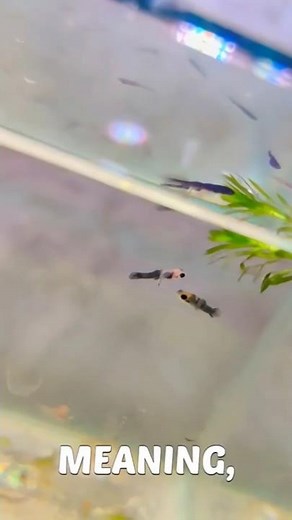 The Secret of fish babies 🤫 II Mere machlioka raaz