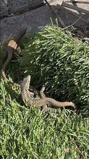 Spring Awakens: Lizards Mating Up Close 🦎🌸