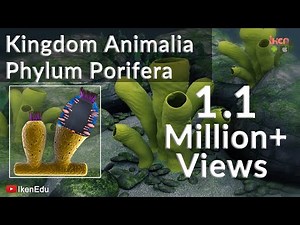 Porifera: Structure, Canal System, Reproduction Video Lecture - NEET