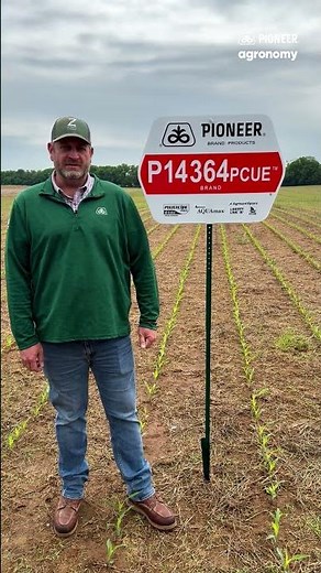 New Corn Hybrid 14364PCUE | 114 Day Corn 🌽 | Pioneer Seeds