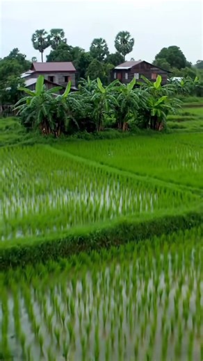 Support activities that conserve and protect natural resources, advance ecological sustainability, foster harmony between people and the environment, while Delivering restoration outcomes for biodiversity & human wellbeing https://gogetfunding.com/wedding-and-bride-price/ PayPal:http://paypal.me/HOPEFORBETTER961 #fypシ゚ #greenplanet #peace #fyp #fund #climate #love #Weather #hope #China #africa #Paypal | Green planet