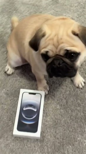 Pugs Just Want To Have Fun