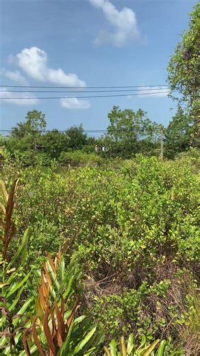 Khám Phá Phú Tân Cái Đôi Vàm Cà Mau