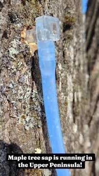 Making maple syrup time!