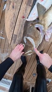 Removing the scallops from a beautiful cod! Have you ever tried cod cheeks? | Spearofjords underwater adventures