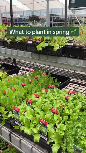 Spring Planting Ideas: Tomato, Lettuce, Basil, and More!