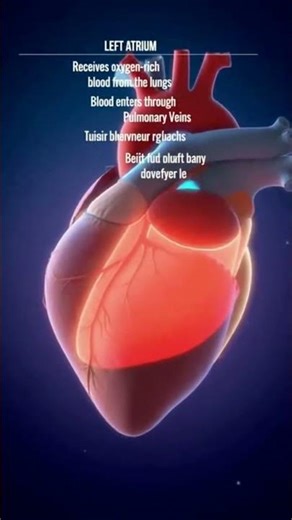 do learn about the heart |#heart#its part#learn#explore#part 1