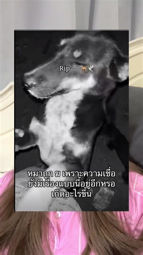 ความเชื่อที่ทำให้หมาถูกฆ่าในไทย
