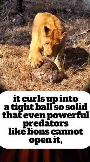 The Only Mammal with Scales: The Incredible Pangolin Defense!