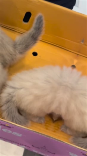 Ragdoll Kittens Mission Impossible 😎🐾🐾👀😂#cutie #cat #ragdollkitten #funny #cute #love | Love My Ragdolls - Ragdoll Diaries