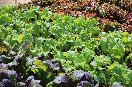 First Human Case: Parasitic Worm Found in Woman's Brain After Eating Wild Greens