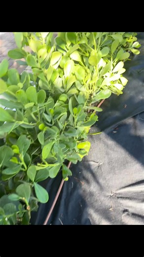 Updating your flower beds? Adding drip line around them to ensure proper coverage 👍🏻 here’s a small revamp of a drip install & relocating the sprays out to the front of the plants. Support Local ❤️ | The Sprinkler Lady LLC