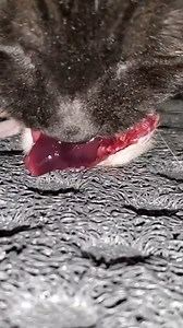 Black Tabby munches on Whole Prey Rat Whole Prey feeding | Cat House