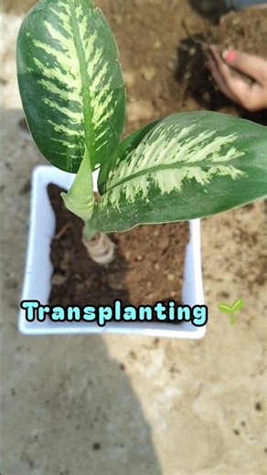 🌱 Transplant the diffenbachia 🌱🌷🌸#viral #diffenbachia #diffenbachiaplant #shorts #transplanting 🌱🌷