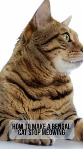 Owners of very vocal Bengal cats often end up asking how to make a Bengal cat stop meowing. Bengals meow specifically to communicate with their human family. It is possible to discourage a Bengal cat from meowing as much by adapting their environment, their lifestyle, and the way you react to it. https://www.thehappycatsite.com/how-to-make-a-bengal-cat-stop-meowing/ | Happy Cats