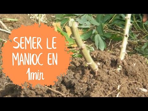 Planter le MANIOC (en 1 minute)