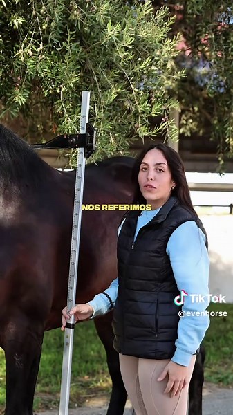 📏🐎 ¿Sabes cómo se mide la altura de un caballo? En este reel te mostramos la forma correcta de hacerlo y por qué siempre se toma como referencia la cruz. La altura no es solo un dato oficial: también ayuda a elegir la montura adecuada, evaluar su crecimiento y comparar ejemplares con precisión. Cuéntanos en comentarios si ya conocías este método o si te gustaría que expliquemos otras medidas importantes del caballo. #Torreluna #YeguadaTorreluna #AlturaDelCaballo #CómoMedirUnCaballo #CaballosPR