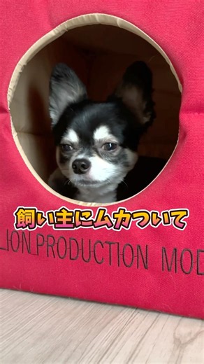 犬、飼い主なんて大嫌い。 #犬との暮らし #chihuahua #dog #チワワ #癒し#可愛い